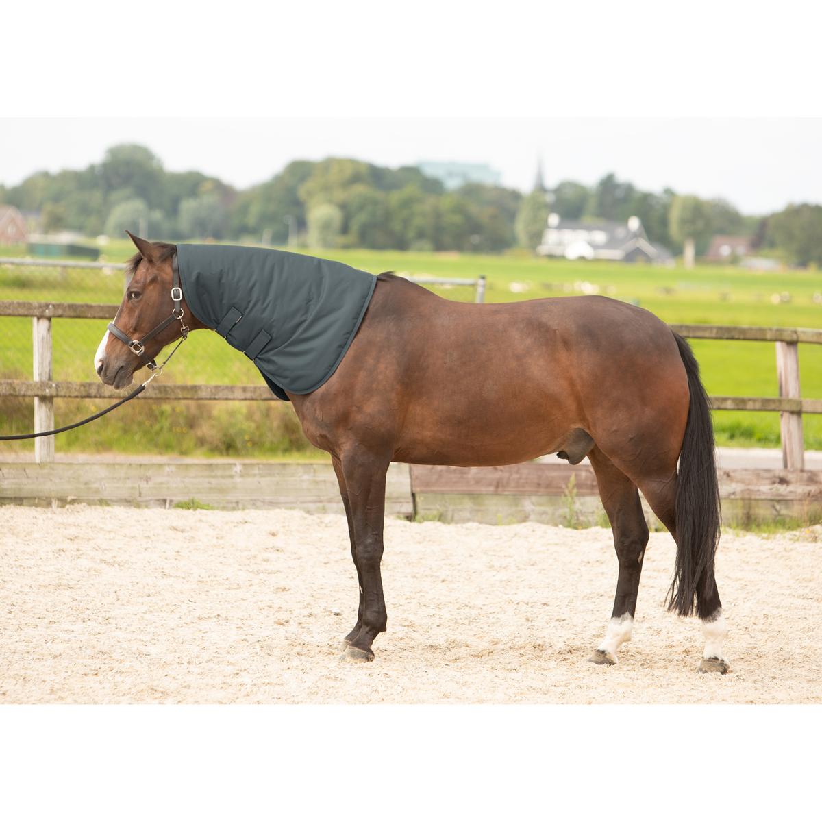 product/h/a/harry-s-horse_32200442-42_1.jpg
