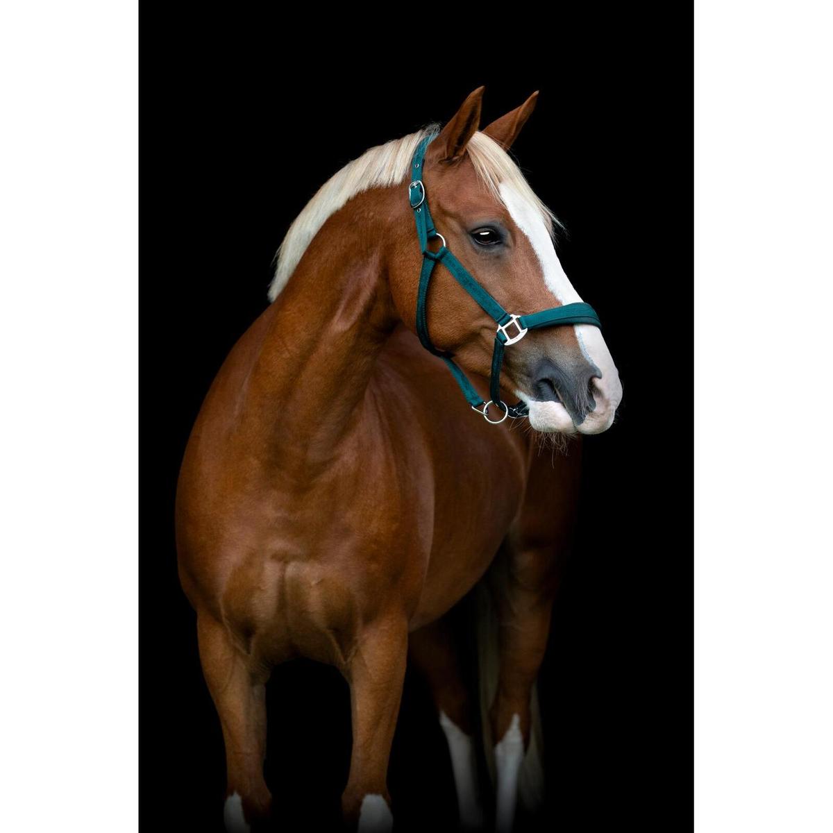 product/h/o/horseguard-50439020117-ponderosa-pine-2.jpg
