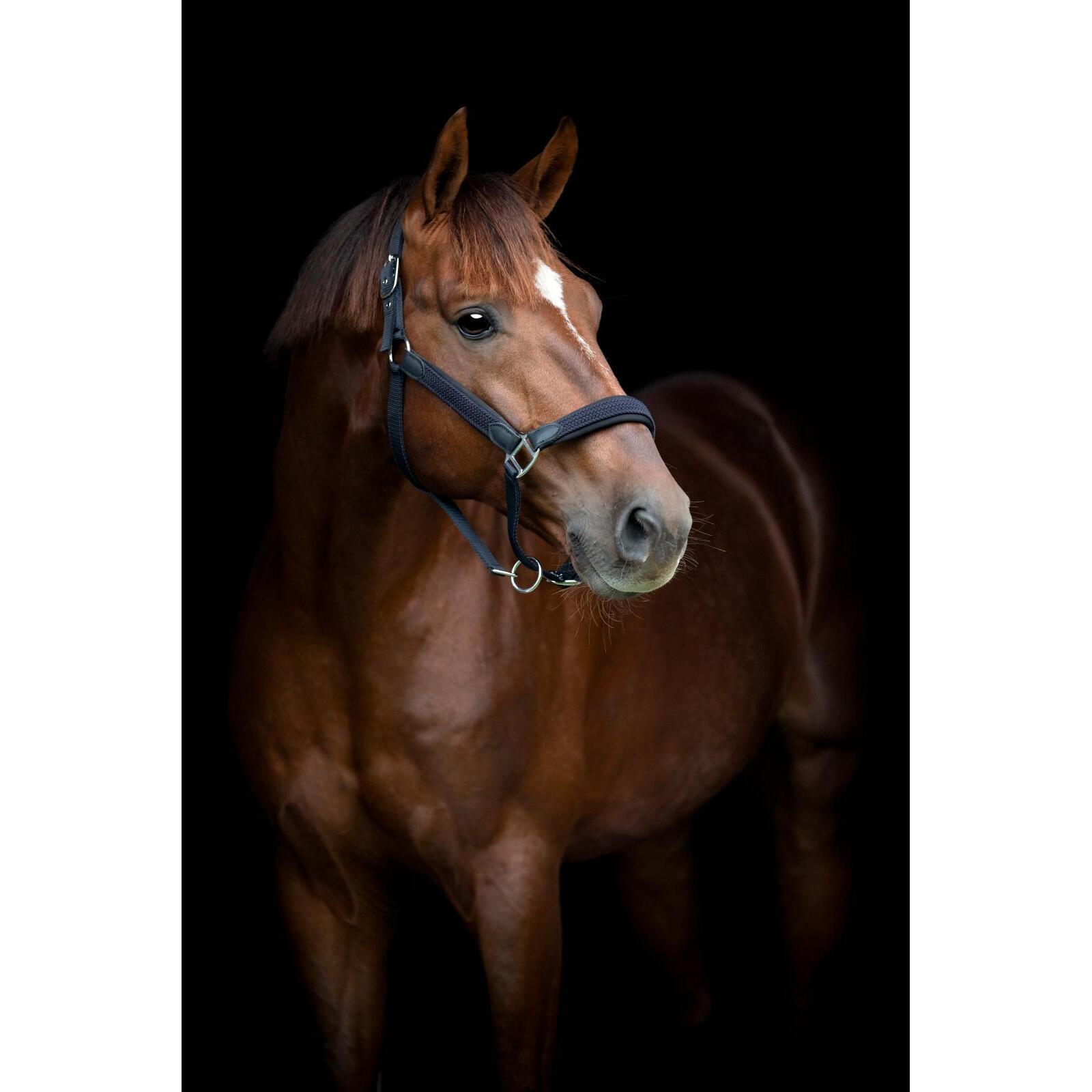 product/h/o/horseguard-506232014-navy-2.jpg