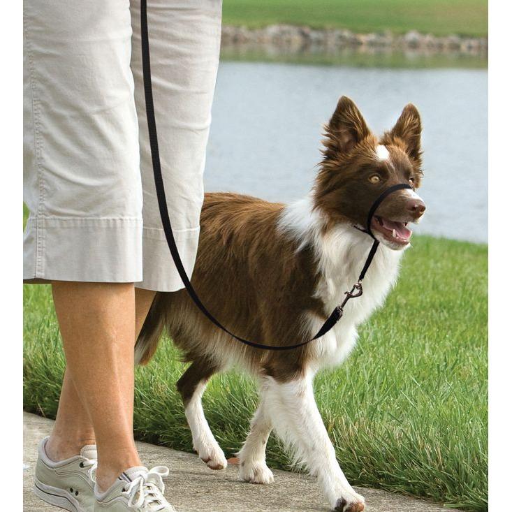 product/p/e/petsafe_cy3600_3.jpg