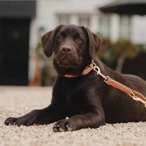 Collars & Leashes