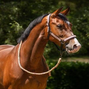 Halter & Leadrope