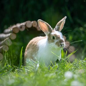 Other Animals