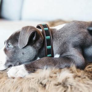 Collars & Leashes