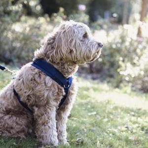 Harness