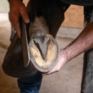 Hoof & Farriery