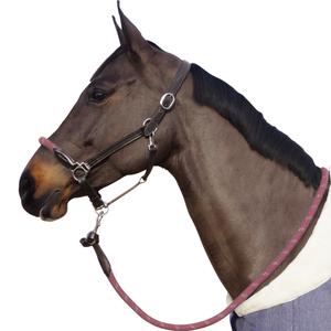 119522-marron-vieux-rose-reins-halter-with-white-buckles-canter-brown-old-pink