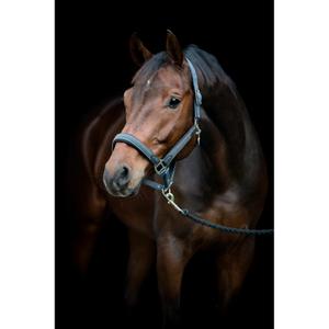 product/h/o/horseguard-506235018-asphalt-2.jpg