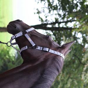 555027216-halter-for-horse-lami-cell-midnight-mauve