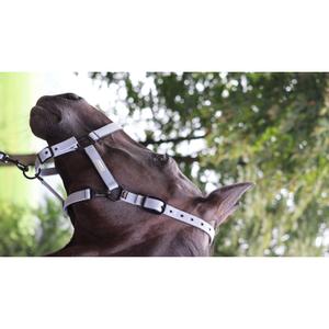 555027230-halter-for-horse-lami-cell-midnight-dark-gray