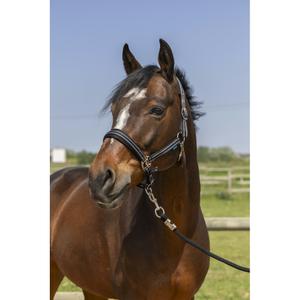 510246102-4-line-halter-norton-black